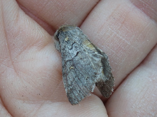 Four-spotted Gluphisia Moth photo 4