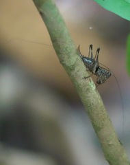 Lipotactes maculatus