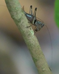 Lipotactes maculatus