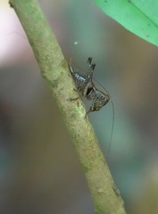 Lipotactes maculatus