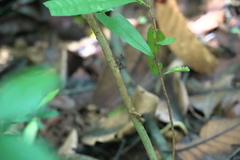Lipotactes maculatus