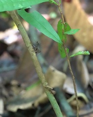 Lipotactes maculatus