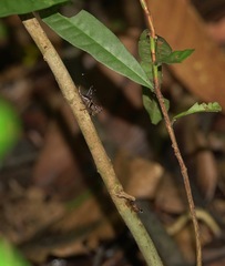 Lipotactes maculatus