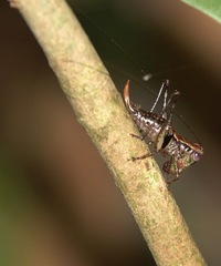 Lipotactes maculatus