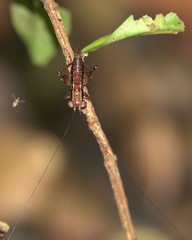 Lipotactes maculatus