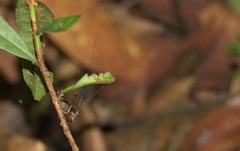 Lipotactes maculatus