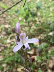 Limodorum trabutianum