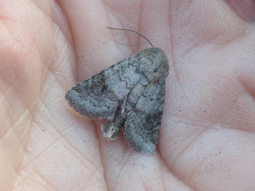 Modest Quaker photo 2