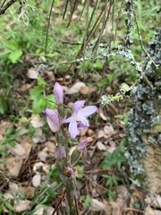 Limodorum trabutianum