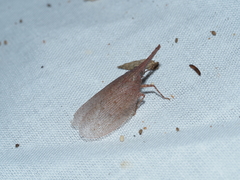 Rentinus dilatatus