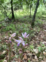 Limodorum trabutianum