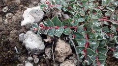 Euphorbia johnstonii