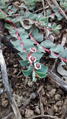 Euphorbia johnstonii