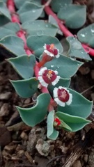 Euphorbia johnstonii