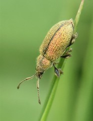 Phyllobius betulinus