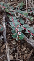 Euphorbia johnstonii