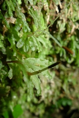 Symphyogyna hymenophyllum