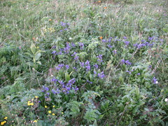 Dracocephalum grandiflorum
