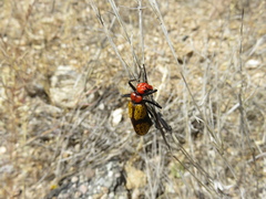 Tegrodera aloga
