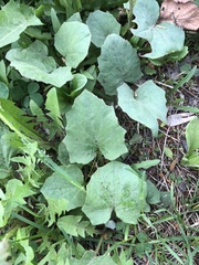 Tussilago farfara