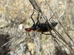 Tegrodera aloga