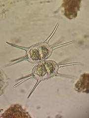 Xanthidium mamillosum