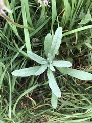 Berteroa incana