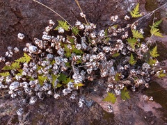 Aleuritopteris argentea