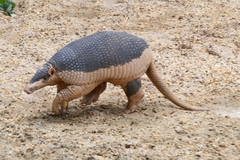 Giant Armadillo photo 2