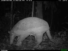 Giant Armadillo photo 3