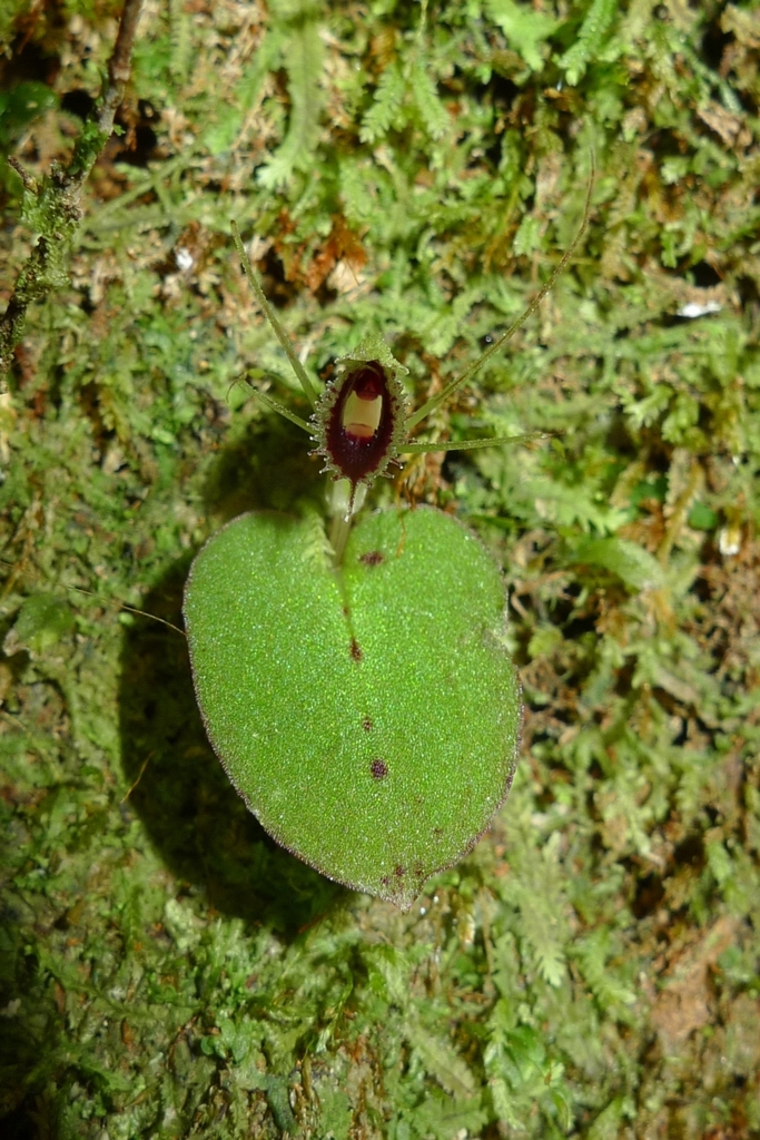 New Zealand spider-orchid