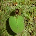 Corybas oblongus - Photo (c) Leon Perrie,  זכויות יוצרים חלקיות (CC BY-NC-SA), uploaded by Leon Perrie