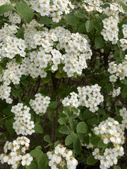 Spiraea nipponica