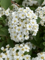 Spiraea nipponica