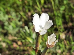 Dianthus cretaceus