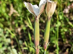 Dianthus cretaceus
