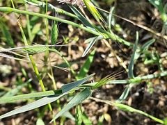 Dianthus cretaceus