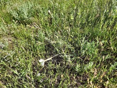 Dianthus cretaceus