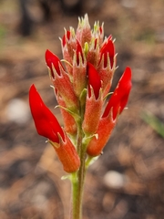 Astragalus sanguineus