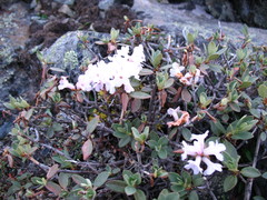 Rhododendron adamsii
