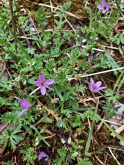 Erodium cicutarium