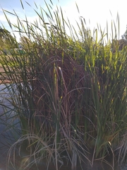 Typha capensis