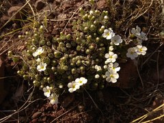 Androsace dasyphylla