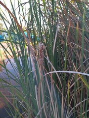 Typha capensis