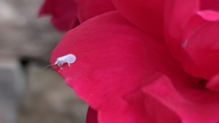 Conwentzia