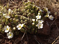 Androsace dasyphylla