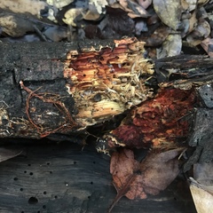 Phanerochaete sanguinea