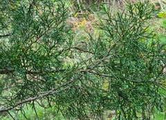 Juniperus virginiana