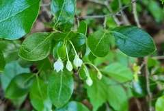 Vaccinium arboreum