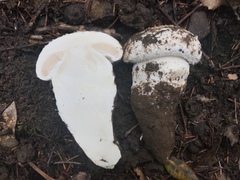 Amanita smithiana